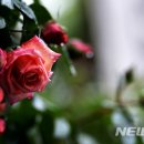 오월의여왕 이미지