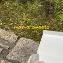 모모스위츠 이미지