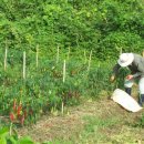 우리고추방앗간 이미지