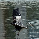 효자 최여진정려 | 구례군 단지장(斷指堂)