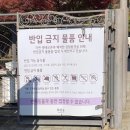 도척면 도웅리 269-1 | 지금이 절정! 2025 11월 화담숲 단풍 실시간 현황 – 모노레일 취소표 꿀팁까지