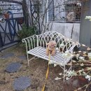 포근하개 이미지