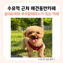 댕스데이 네이버블로그