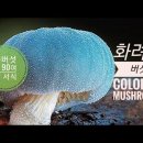 아름다운 버섯 beautiful mushroom 이미지