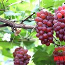 미르농장 이미지