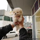 퍼피플레이스 이미지