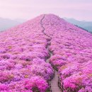 참꽃 이미지