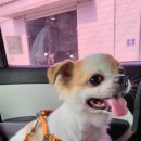 펫택시펫카 이미지