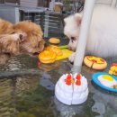 독스호텔리어 이미지