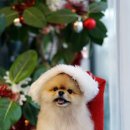 트레밍MM 이미지