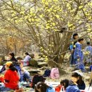 [고향] 산수유꽃 축제 15일(목) 개막 이미지