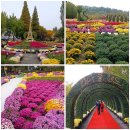 국화꽃향기 | 충남 아산 가을 꽃축제 오천만송이 국화꽃향기 피나클랜드 수목원에 다녀왔어요