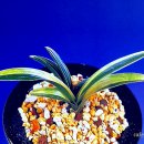 한국춘란의 칠월(07)달 관리 배양/반과현상과 단상(855)