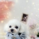 가장아름답개 이미지