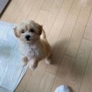 안아죠 이미지