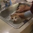 목욕하는고양이 이미지