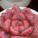 아리엘언니 이미지