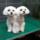 푸른펫살롱 이미지