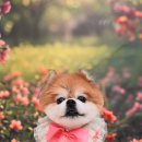 햇살애견미용실 이미지