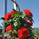 장미공원A 이미지