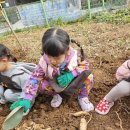 🌼도담반- 면역력 높이는 고구마캐기~🌼 이미지