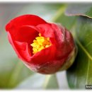 선교녹십자약국 이미지