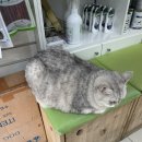 우솔동물병원 이미지