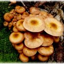 식용약용 가능한버섯들 이미지