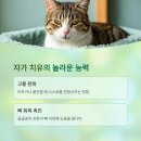 고양이집사 이미지