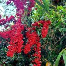 시골개 새참 이미지