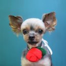 금비펫살롱 이미지