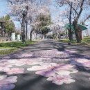 시청별관앞 꽃보라동산 이미지