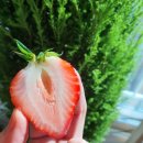 아원농장 이미지