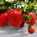 김만식농장 이미지