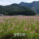 구룡천제방 경향신문