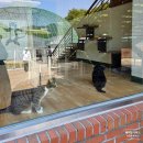 애완동물원 | 베어트리파크 애완동물원, 열대식물원 아기랑 다녀온 후기