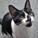 살찐김밥 이미지