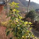 황칠나무집 이미지