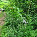 지천농장 이미지