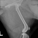 부평 모모 동물병원 이미지