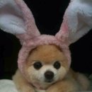 예쁜강아지 이미지