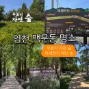 장원오리백숙 매생이국밥 | [영천]🔴맥문동 명소🔴 우로지 자연 숲 미세먼지 차단 숲 영천 산책하기 좋은 곳 사진 찍기 좋은 곳...