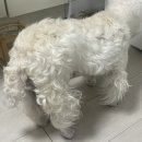 논현유치원 | 반포 켈리독 / 신논현역 근처 강남 애견유치원에서 반려견 호텔링 맡긴 후기