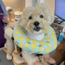 한걸음더 재활한방 동물병원 이미지