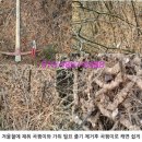 토복령(청미래덩굴,망개나무) 새로운 효능 - 여성 성호르몬과 갱년기 부부성생활 up 이미지