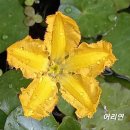 어리연