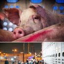 애니멀 쉐프 이미지