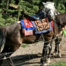 난산목장 이미지