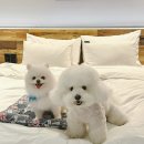 호텔야자시흥정왕점 이미지