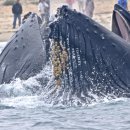 고래의꿈 이미지